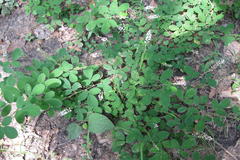 Desmodium heterocarpon var. heterocarpon